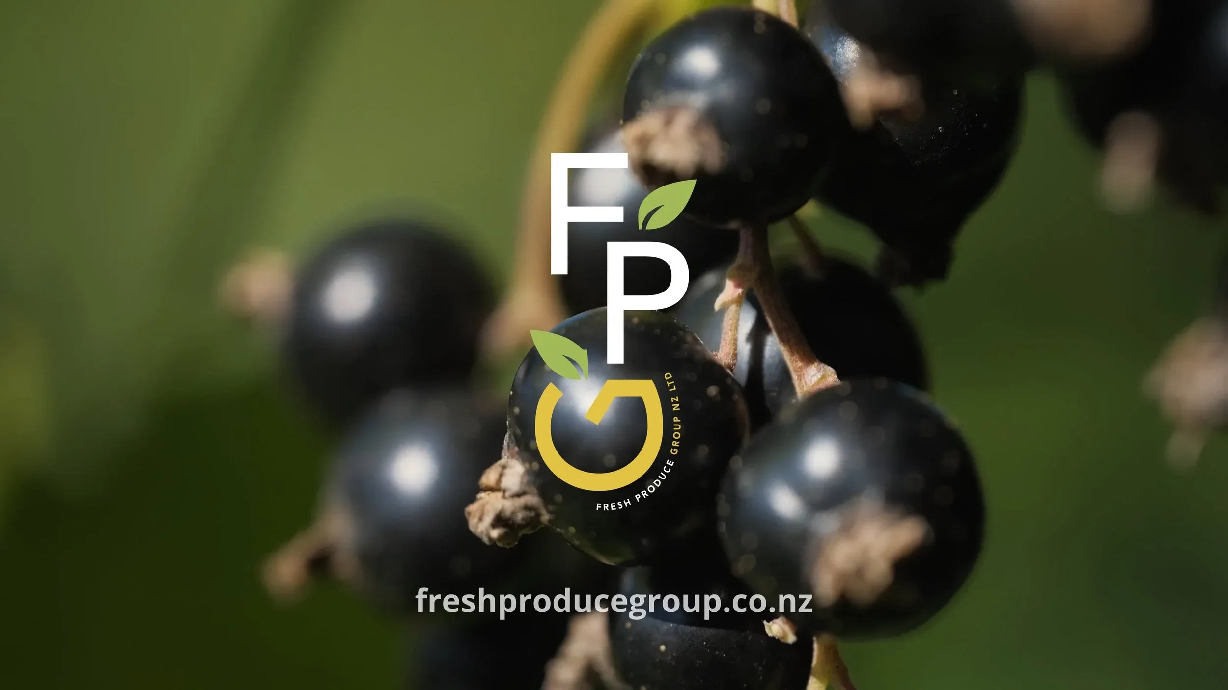 NZ Blackcurrants – Fresh Produce Group